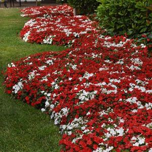 Impatiens Beacon Mix Cape Pine 48 plants per tray (Reg. 39.92)